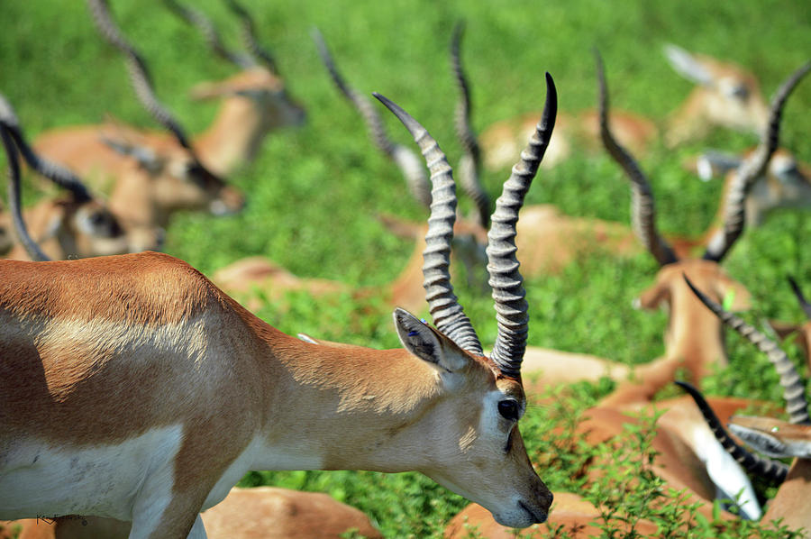 Gazelle Photograph by Ken Figurski
