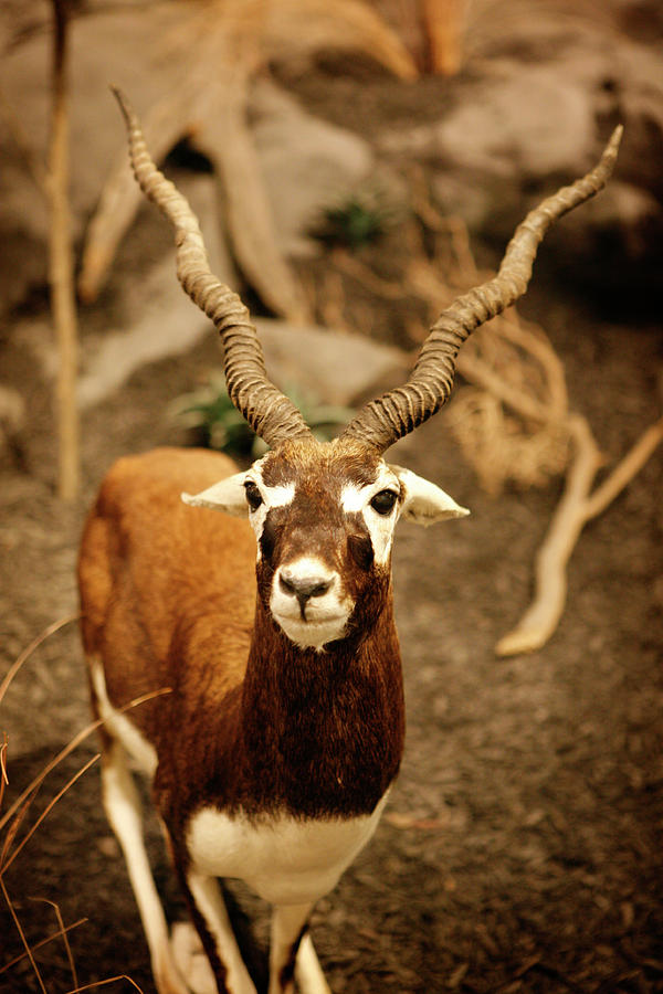 Gazelle Photograph