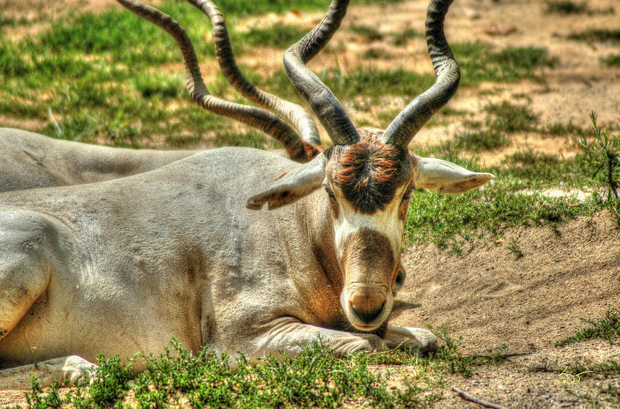 Gazelle Photograph by Sam Davis Johnson