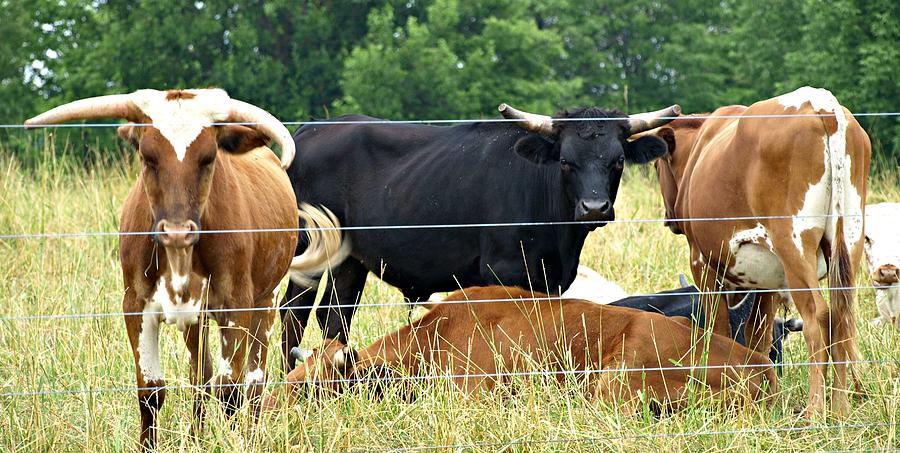 Gazing Cows Photograph by Cathy Smith - Pixels