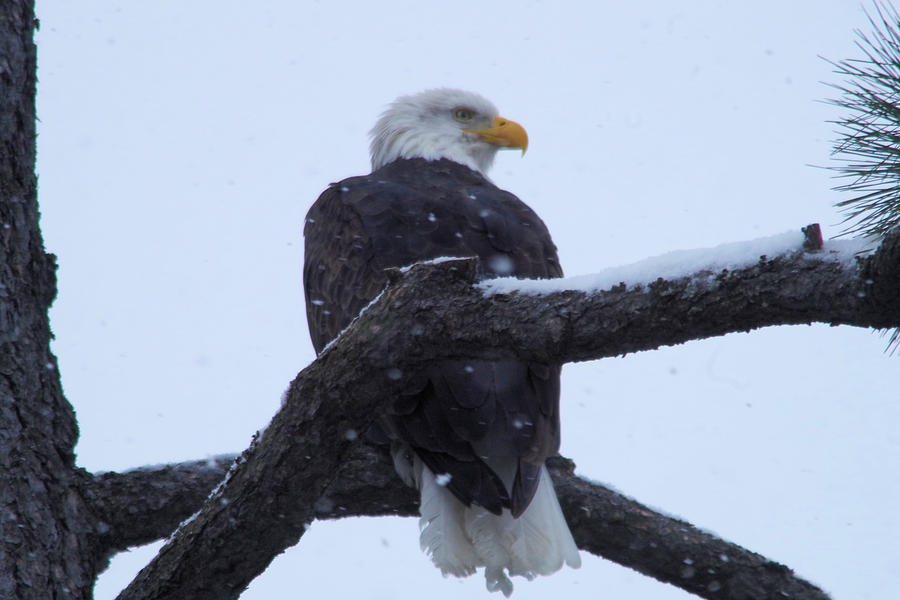 Gazing eagle Photograph by Jeff Swan