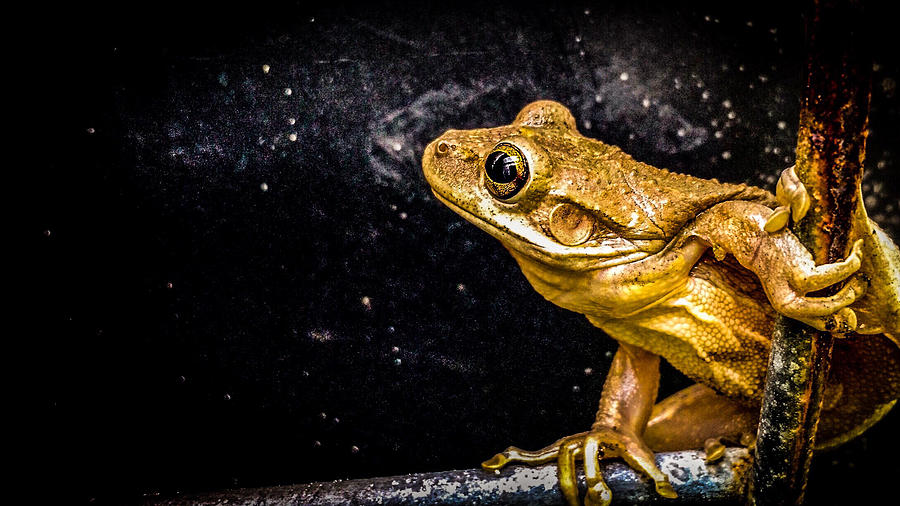 Gazing Frog Photograph