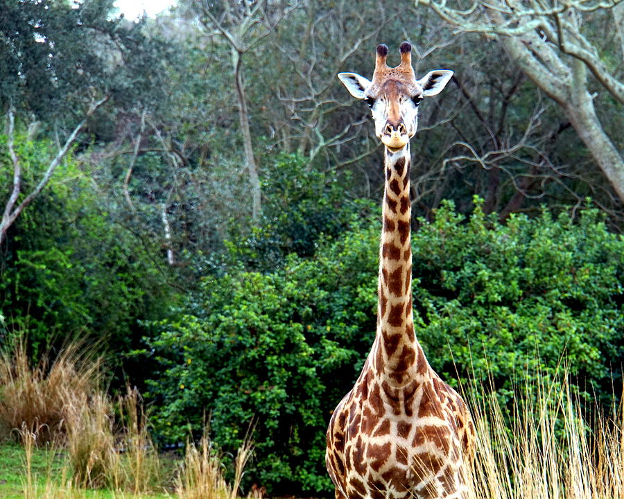 Gazing Giraffe Photograph by Katy Hawk