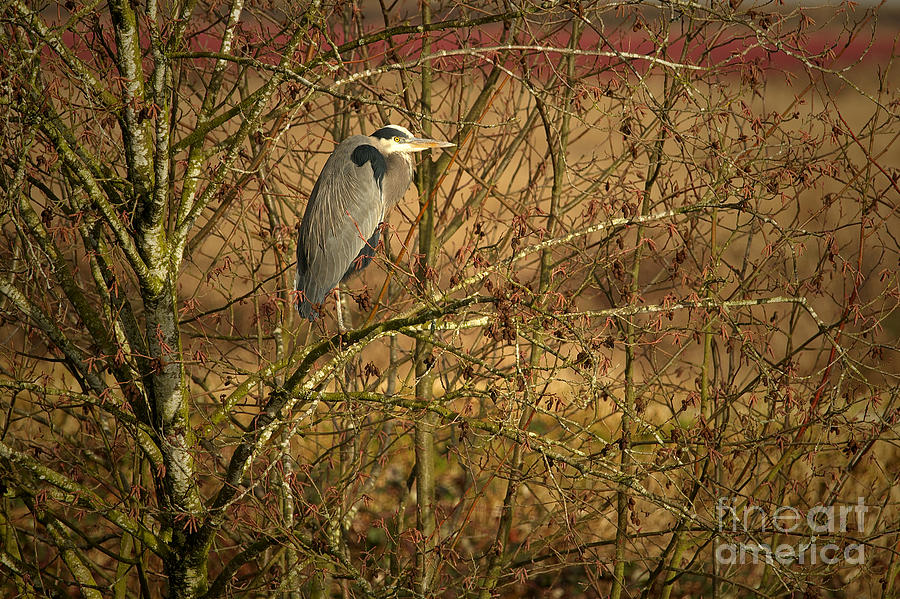 GBH in a Tree Photograph by Sharon Talson