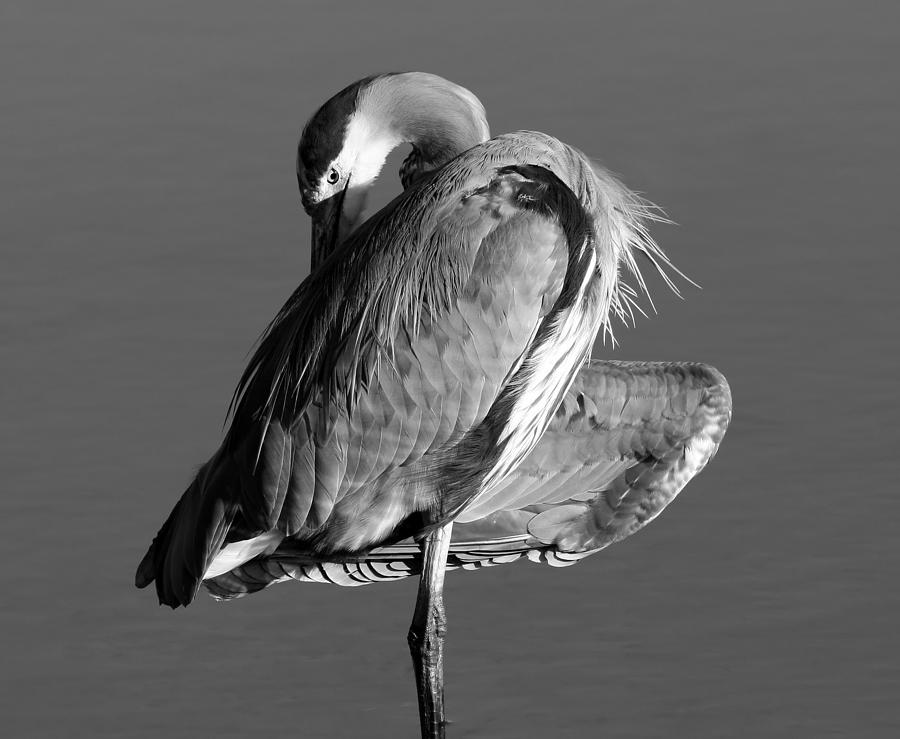 Bird Photograph - GBH Portrait  by Phil Lanoue
