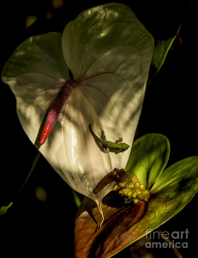 Gecko And Anthuriums Photograph