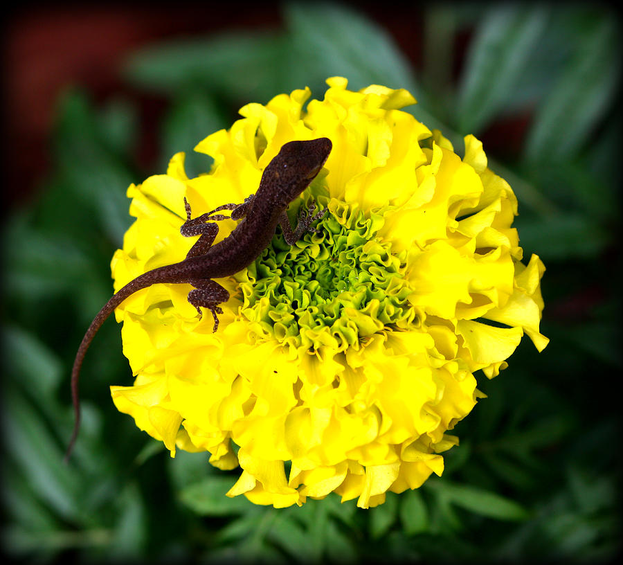 Gecko and Marigold Photograph by Susie Weaver