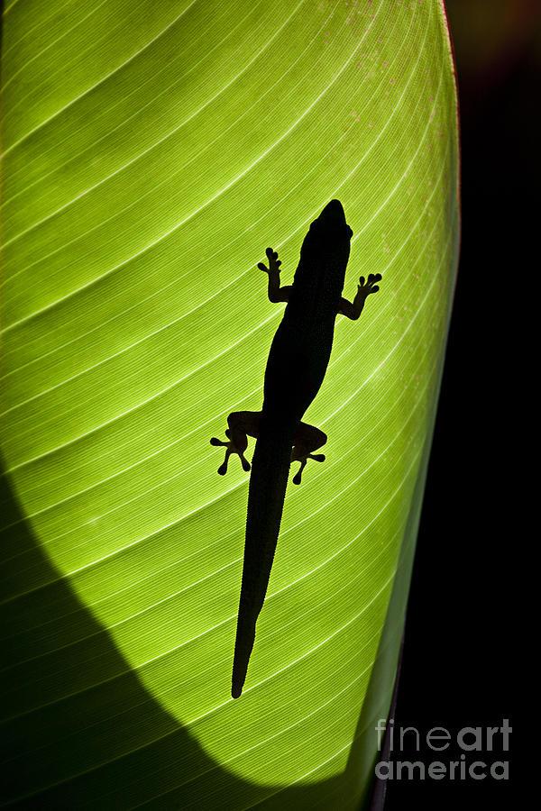 Gecko Backlit Photograph by Dave Fleetham - Printscapes