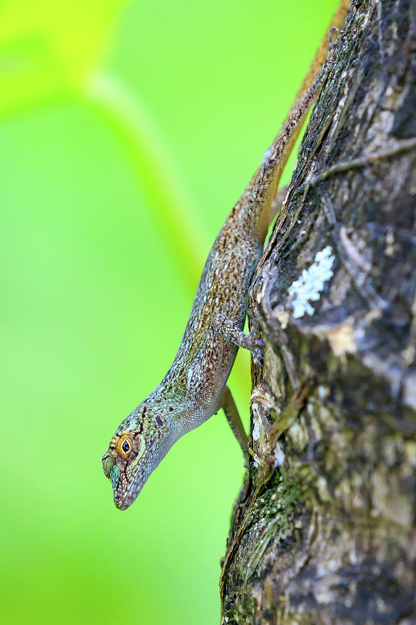 Gecko Photograph by Chris Smith