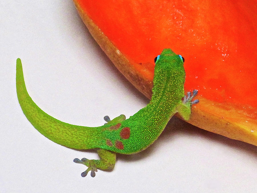 Gecko Eating Papaya Photograph by Bette Phelan