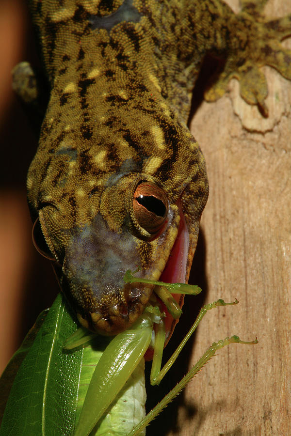 Gecko Feed Photograph by Bruce J Robinson