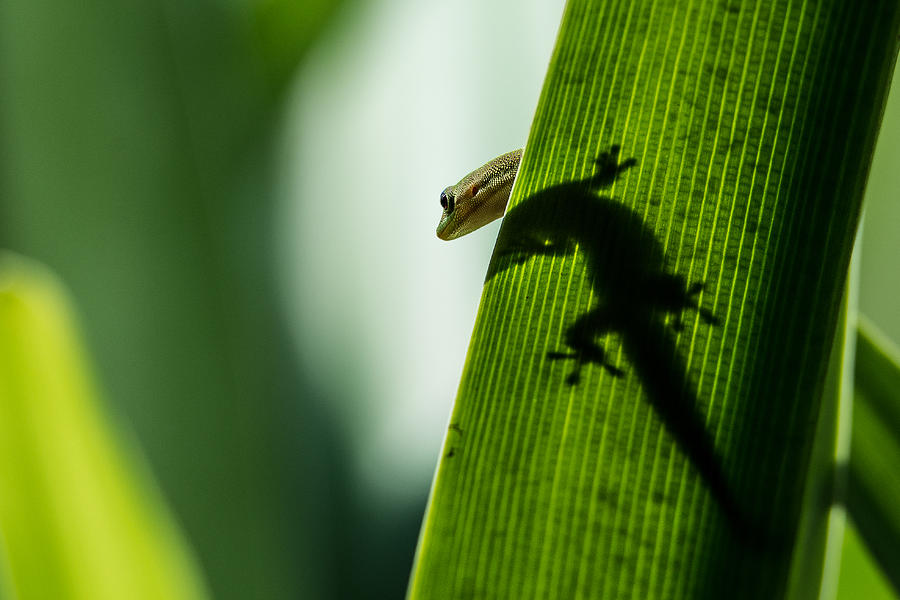 Gecko in the Morning Sun Photograph by Mark Rogers