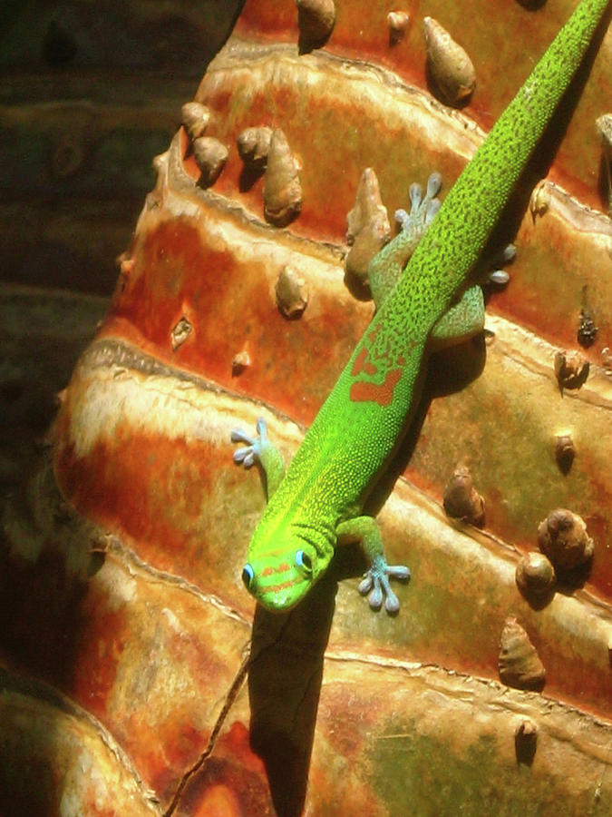 Gecko Photograph by Kerri Ligatich