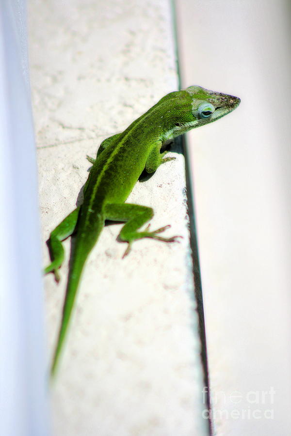 Lizard on Stucco 2 Photograph by Angela Rath