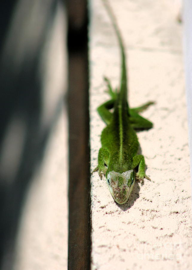 Sunbathing Lizard Photograph by Angela Rath