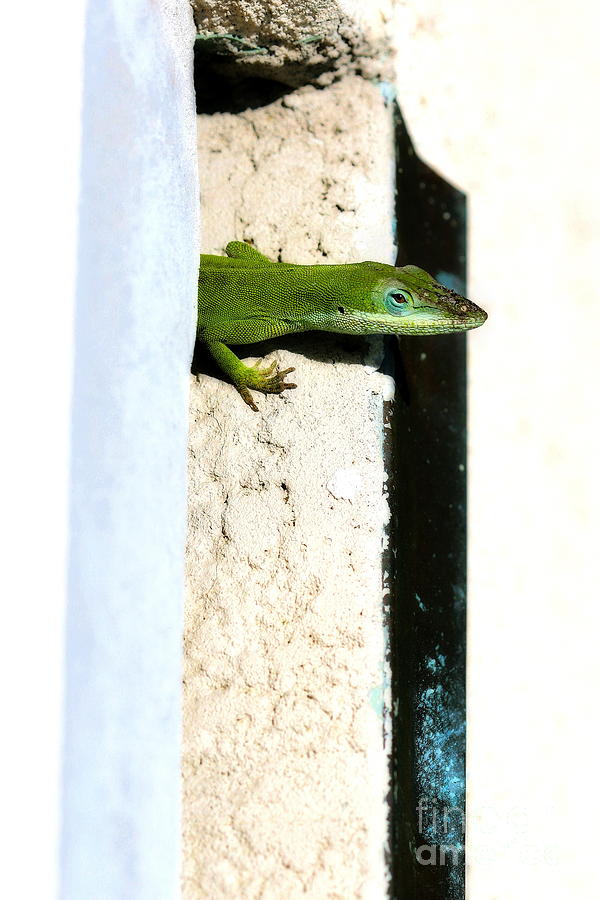 Lizard on Stucco Photograph by Angela Rath
