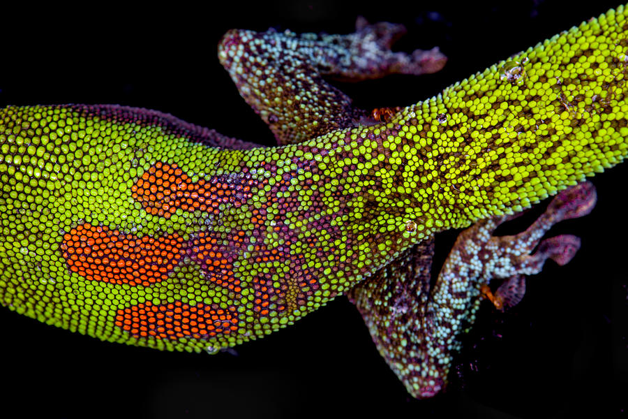 Gecko Pattern Photograph by Don Mitchell Fine Art America