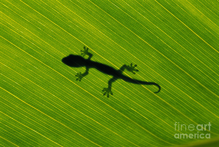 Gecko Silhouette Photograph by Dave Fleetham - Printscapes
