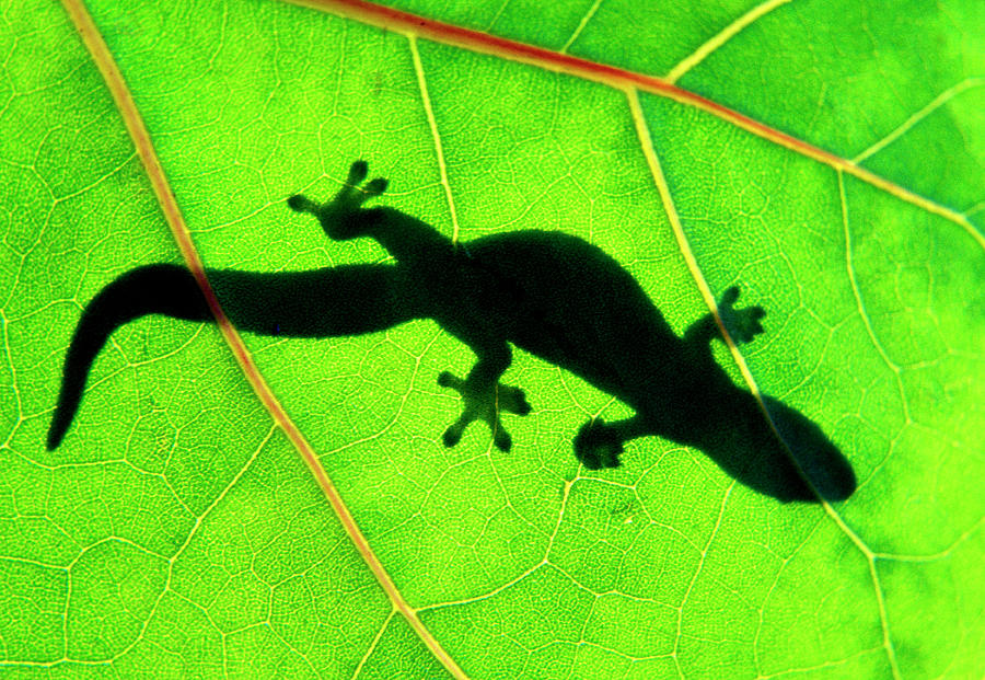 Nature Photograph - Green Gecko by Sean Davey