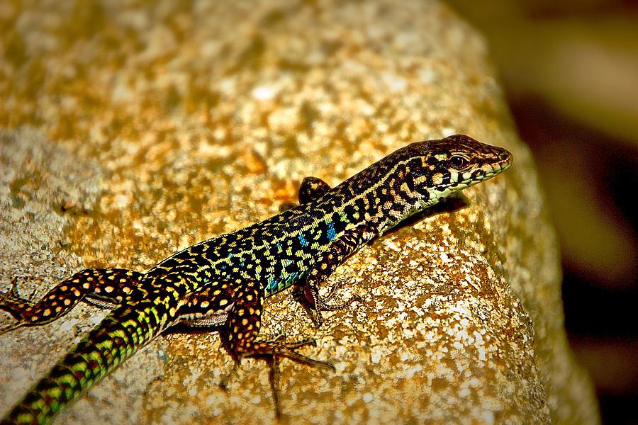 Gecko Photograph by Stunningphotographes Foertsch
