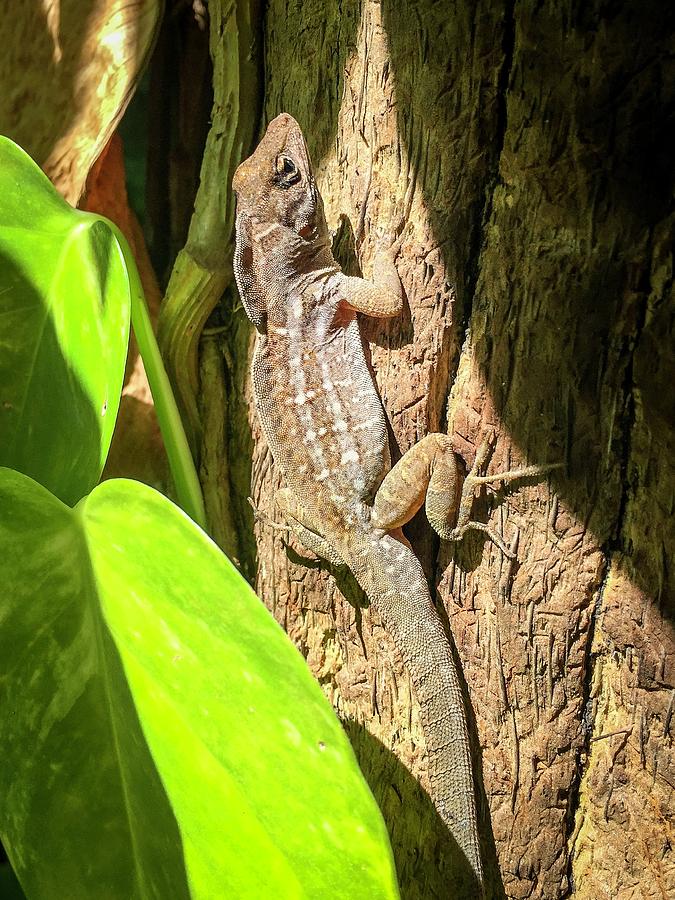 Gecko Photograph by Terri Hart-Ellis