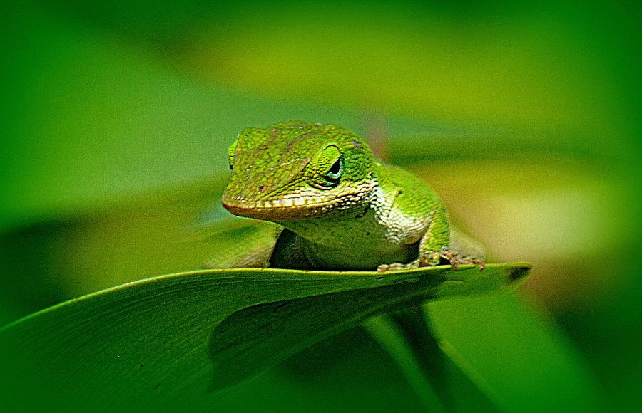 Gecko Up Close Photograph by Lori Seaman