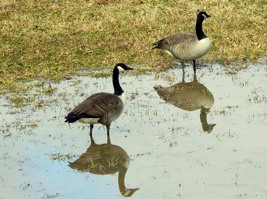 Geese Alerted  Photograph by Kathy Barney