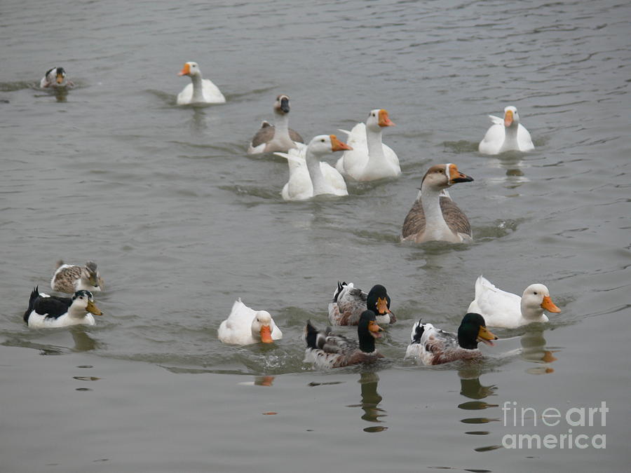 Geese and Ducks at Sukhna Lake Photograph by Padamvir Singh