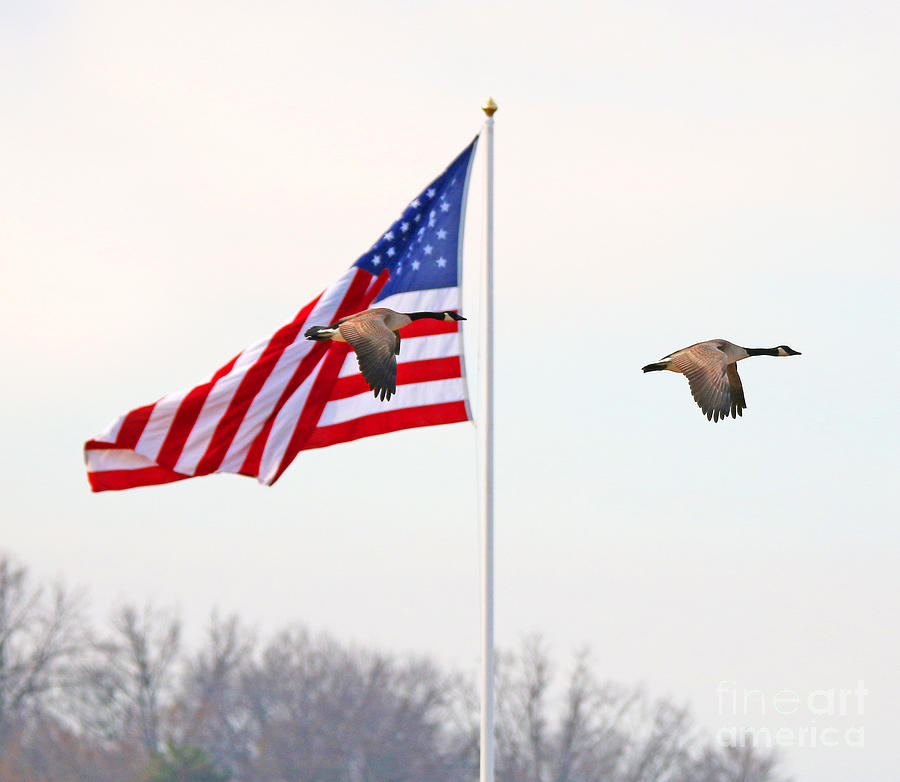 Geese and Flag  7882 Photograph by Jack Schultz