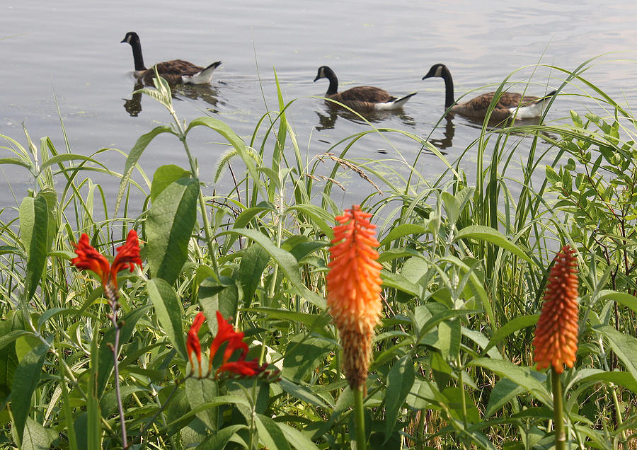 Geese and Flowers Photograph by Ellen Tully