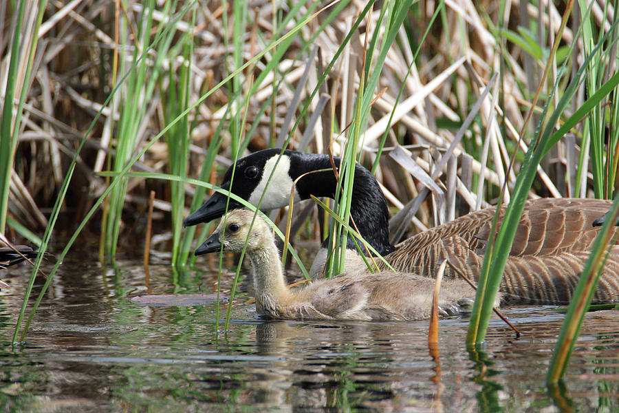 Geese and Gosling Photograph by Brook Burling