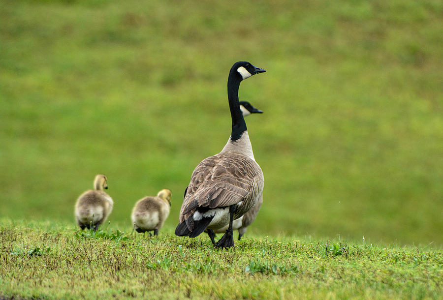 Geese And Goslings 052120152132 Photograph