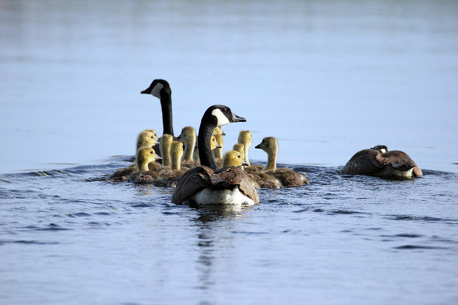 Geese and Goslings Photograph by Brook Burling