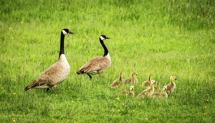 Geese And Goslings - Canada Geese Photograph