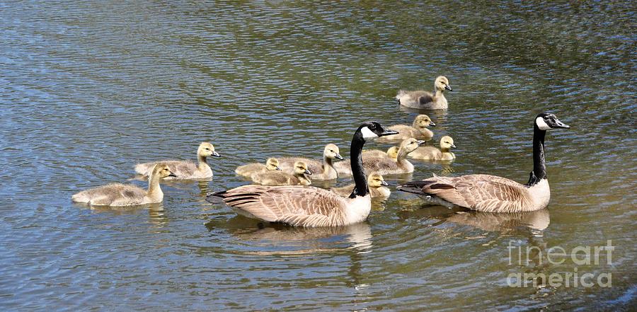 Geese and Goslings Photograph by Csilla Florida