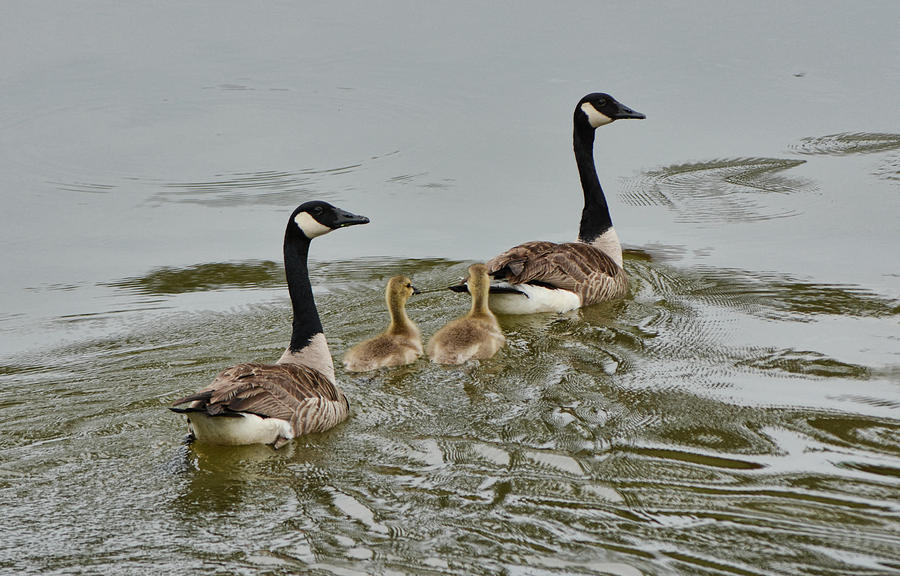 Geese And Goslings In The Water 052120152150 Photograph