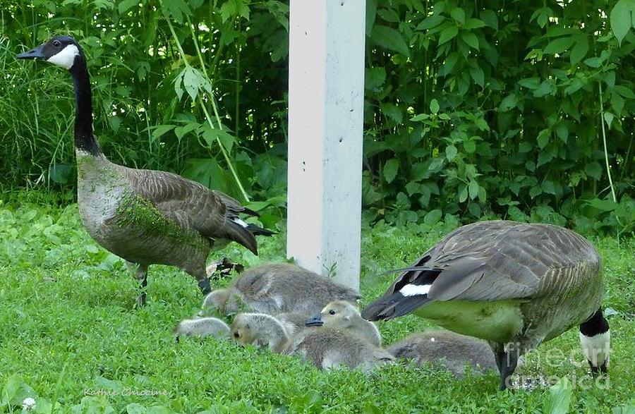 Geese and Goslings Photograph by Kathie Chicoine
