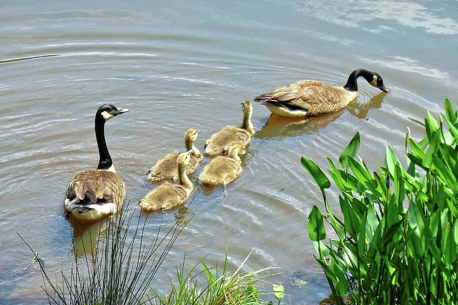 Geese and Goslings Photograph by Ludwig Keck