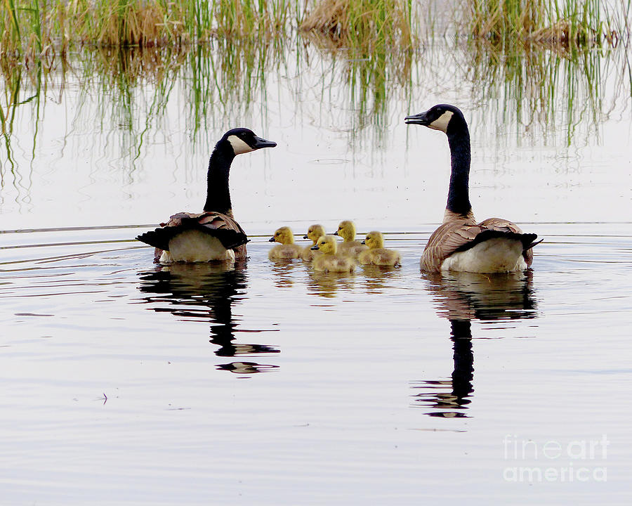 Geese and goslings Photograph by Paula Joy Welter