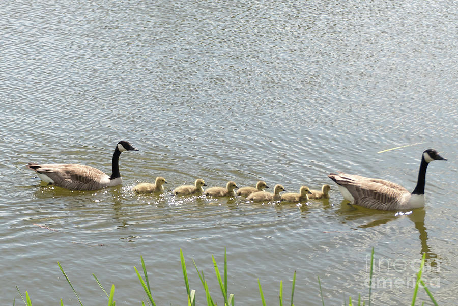 Geese and goslings Photograph by Rod Jones
