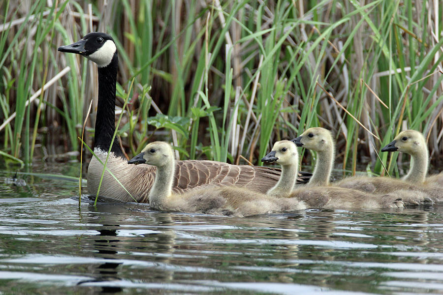 Geese and Goslings2 Photograph by Brook Burling