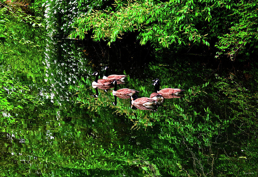 Geese And Reflections 002 Photograph by George Bostian