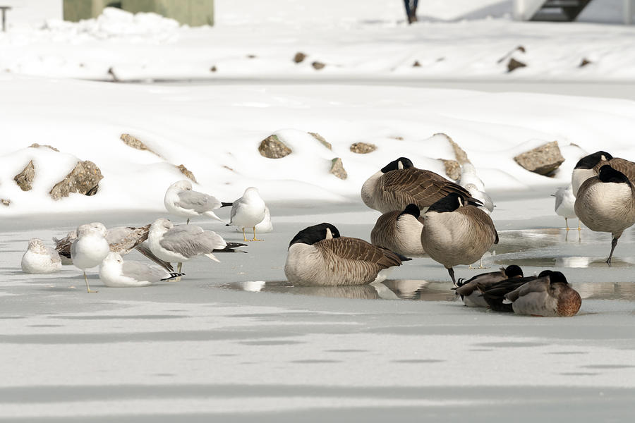 Geese and Seagulls on Ice Photograph by Travis Rogers