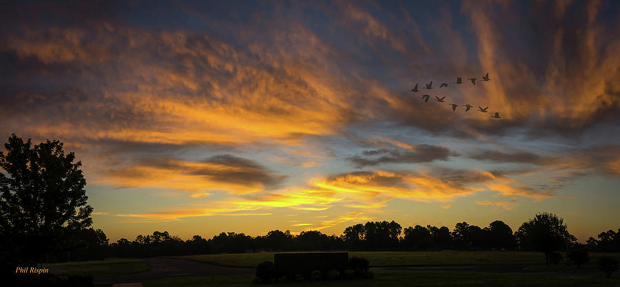Bird Photograph - Geese at Dawn by Phil And Karen Rispin