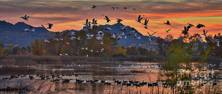 Geese at Refuge Photograph by Michelle Zearfoss