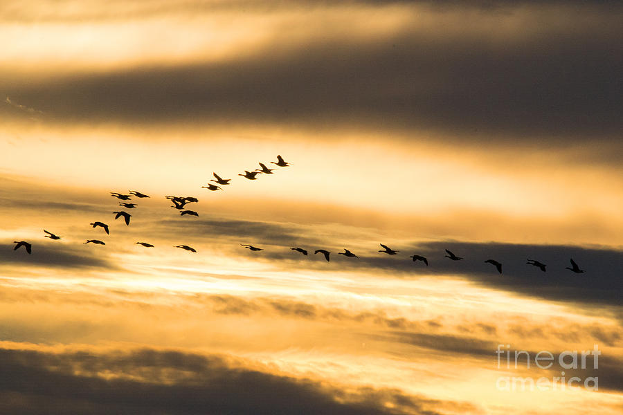 Geese At Riverlands Photograph