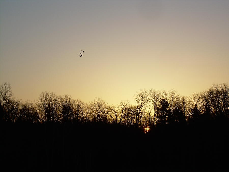 Geese at Sunrise Photograph by Kent Lorentzen