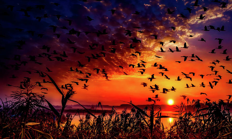 Geese Photograph - Geese At Sunset by Mountain Dreams