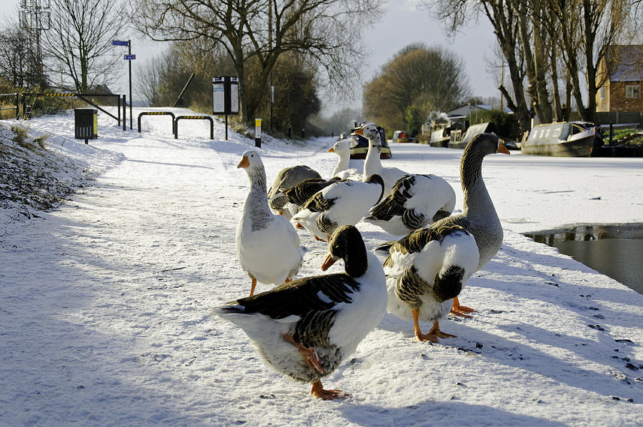 Geese at the Frozen Horninglow Basin Photograph by Rod Johnson