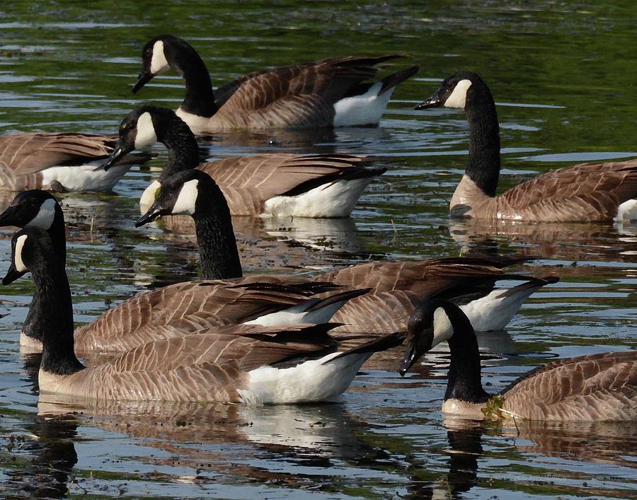 Geese Photograph by Coke Mattingly
